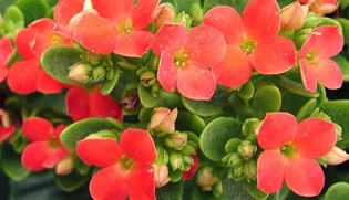 Kronik prostatit tedavisi için Kalanchoe